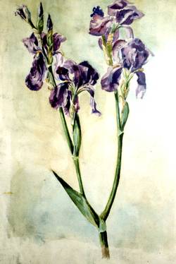 Schwertlilien, um 1950, Aquarell, 50 x 34 cm