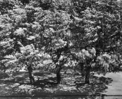 Otto Steinert, Bäume vor meinem Fenster, ohne Datum, Sammlung Deutsche Bundesbank, Zweigstelle Saarbrücken